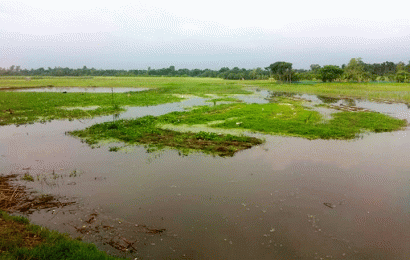 বাগাতিপাড়ায় জলাবদ্ধতায় তিন ফসলি দেড় হাজার বিঘা জমি অনাবাদি