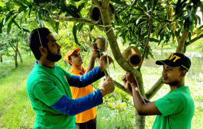 গাছে গাছে মাটির হাড়ি পাখিদের নিরাপদ আবাসস্থল