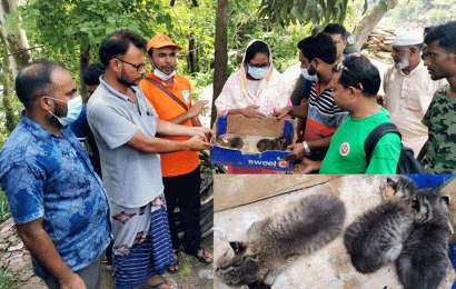 সিংড়ায় মেছো বাঘের তিনটি শাবক উদ্ধার