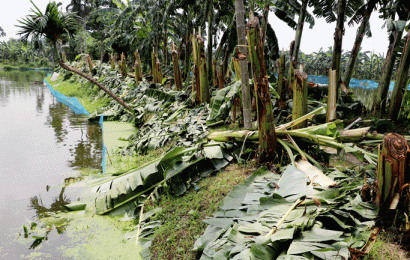  গাছের সাথে শত্রুতা