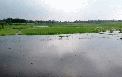 বাগাতিপাড়ায় ৮ কালভার্টের তলদেশ উঁচু হওয়ায় দুই হাজার বিঘা জমি জলমগ্ন