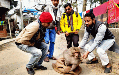 সিংড়ায় দলছুট বানরের জীবন বাঁচলো পৌরসভার হটলাইনে ফোনে