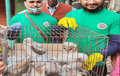 সিংড়ায় উদ্ধারকৃত ৫ পেঁচা ছানা বন্যপ্রাণী পুর্ণবাসন কেন্দ্রে হস্তান্তর