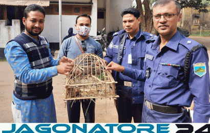 সিংড়ায় মুচলেকা দিয়ে ছাড়া পেল কিশোর পাখি শিকারী;মুক্ত হলো ২ ঘুঘু