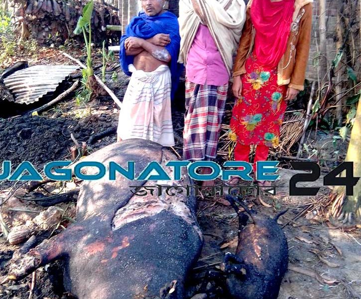 লালপুরে কয়েলের আগুনে পুড়ে মারা গেছে গরু -ছাগল লালপুরে কয়েলের আগুনে পুড়ে মারা গেছে গরু -ছাগল