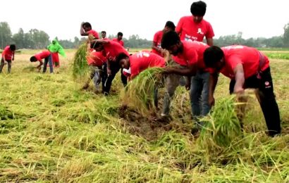 সিংড়ায় কৃষকের ধান কেটে মাড়াই করে দিলো ছাত্রলীগ