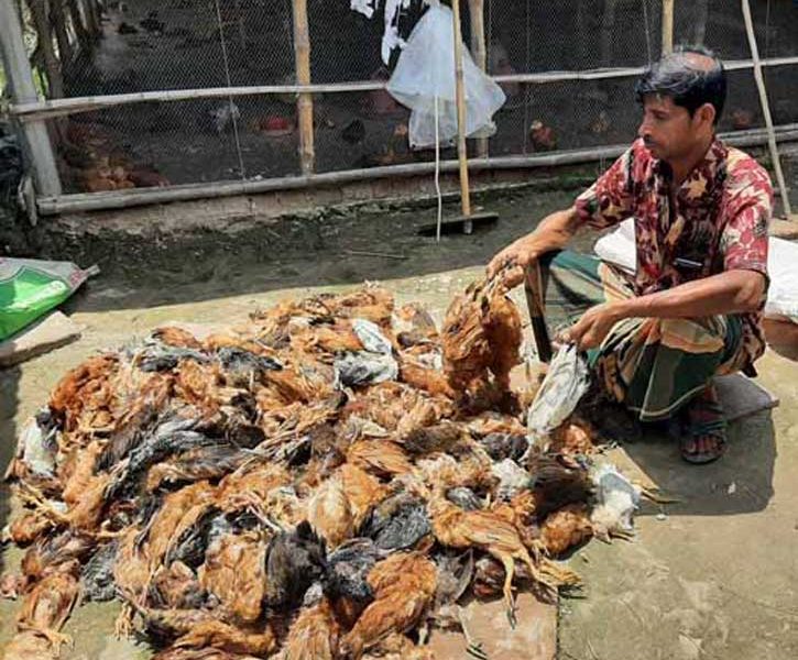 ১৪’শ মুরগী মারা যাওয়ায় নিঃস্ব আবু সাঈদ ১৪’শ মুরগী মারা যাওয়ায় নিঃস্ব আবু সাঈদ