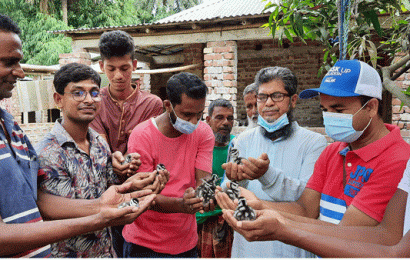 মায়ের কোল ফিরে পেল বালিহাঁসের ১০ ছানা