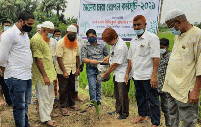 বড়াইগ্রামে গ্রামীণ সড়কে ৮০০ তালের চারা রোপণ