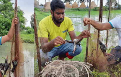 কারেন্ট জালে পাখি শিকার!