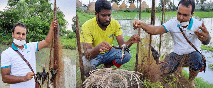 কারেন্ট জালে পাখি শিকার!