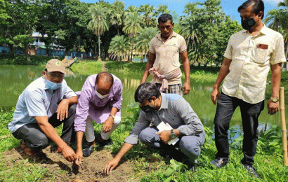 বঙ্গবন্ধুর জন্মশতবার্ষিকী ও প্রধানমন্ত্রীর জন্মদিন উপলক্ষে সিংড়ায় ১০ হাজার তাল গাছের চারা রোপেনর উদ্যোগ