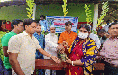 সিংড়ায় পল্লীশ্রীর বৃক্ষ রোপন ও চারা বিতরন