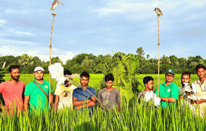 চলনবিলে বক দিয়ে বক শিকারের সময় তিন শিকারি আটক