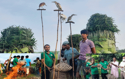 চলনবিলের অর্ধশত বক পাখি উড়লো মুক্ত আকাশে; ৩০ ফাঁদ ধংস সহ আটক ৬ শিকারী