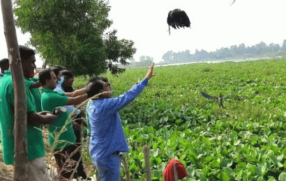 চলনবিলে শিকারীর কবল থেকে ৬০ বকসহ শতাধিক কালিম পাখি মুক্ত