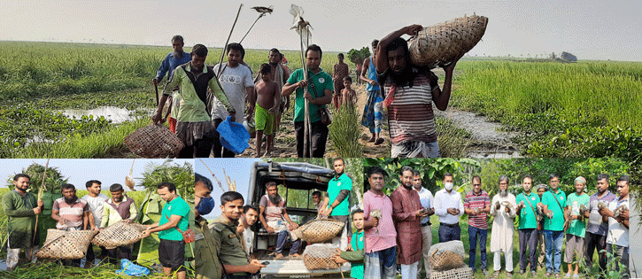 মুক্ত আকাশে উড়লো ৮০১টি পাখি; চলনবিলের ৩ শিকারী আটক