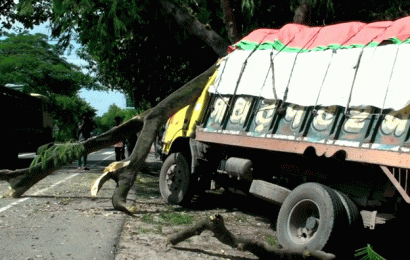 নাটোরে গাছের সাথে ধাক্কা লেগে ট্রাক হেলপার নিহত