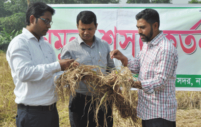 নাটোরে কালো চালের চাষাবাদ