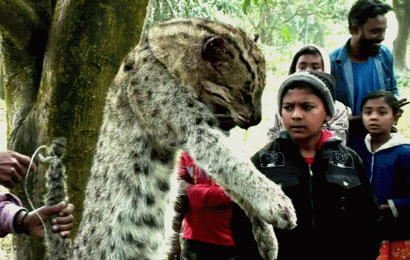 নাটোরে মেছোবাঘ পিটিয়ে হত্যা