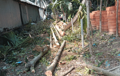 গুরুদাসপুরে প্রবাসীর ৪৫টি গাছ কাটার অভিযোগ প্রতিপক্ষের বিরুদ্ধে