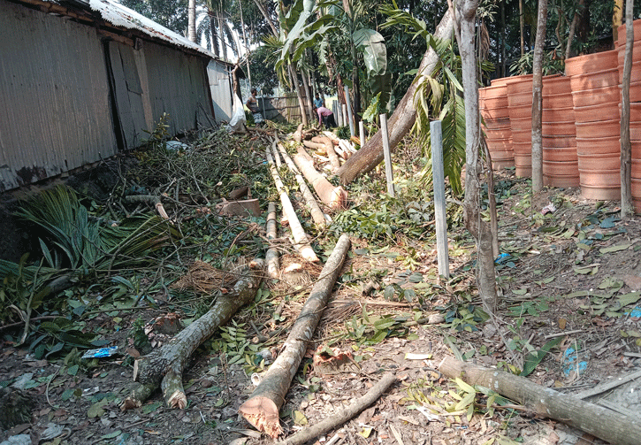 গুরুদাসপুরে প্রবাসীর ৪৫টি গাছ কাটার অভিযোগ প্রতিপক্ষের বিরুদ্ধে