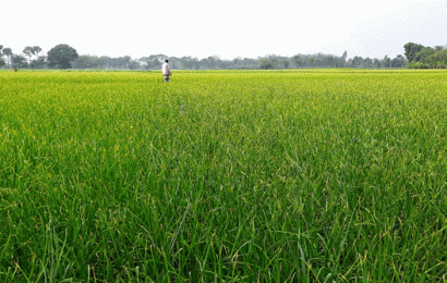 আশীবার্দ হয়ে এলো মাঘ শেষের বৃষ্টি