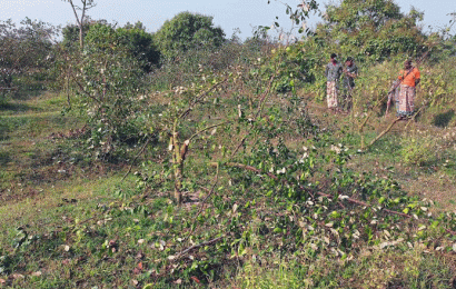 শত্রুতার বলি বরই বাগান!