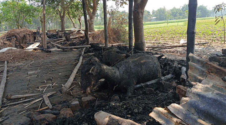 বাগাতিপাড়ায় আগুনে পুড়েছে গবাদিপশু, কৃষক অগ্নিদগ্ধ