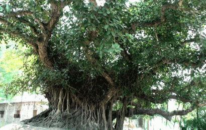 সোয়াইর গ্রামের হাতিশালা!