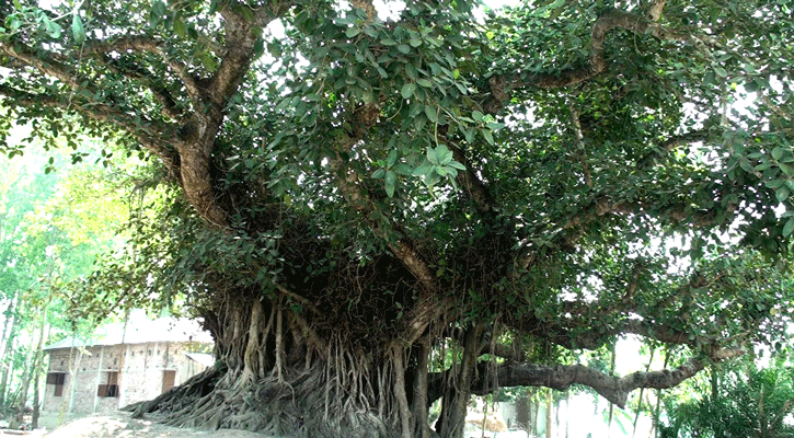 সোয়াইর গ্রামের হাতিশালা!