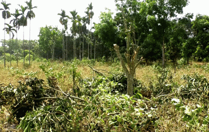 নাটোরে জমি সংক্রান্ত বিরোধে বাগানের গাছ কেটে বিনষ্ট করার অভিযোগ