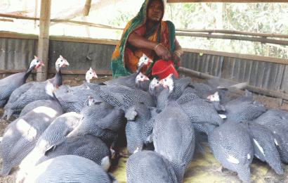 চিনা মুরগী আনেছা বেগমের দুঃখ ঘুচিয়েছে