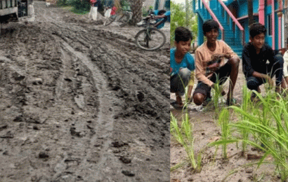 পাকা সড়কে মাটির প্রলেপ! ধান লাগিয়ে প্রতিবাদ