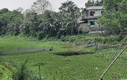 বড়াইগ্রামে মৎস্য অভয়াশ্রমে কচুরিপানার চাষ !