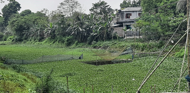 বড়াইগ্রামে মৎস্য অভয়াশ্রমে কচুরিপানার চাষ !