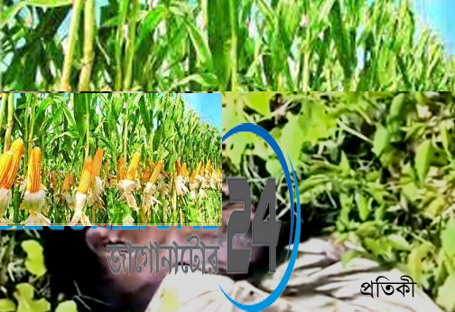ভুট্টা ক্ষেতে পড়ে ছিল ভ্যান চালকের মৃতদেহ