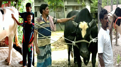 নাটোরে এবার কোরবানীর হাট কাঁপাতে আসছে বস,ভোলা ও ধলা বাহাদুর!