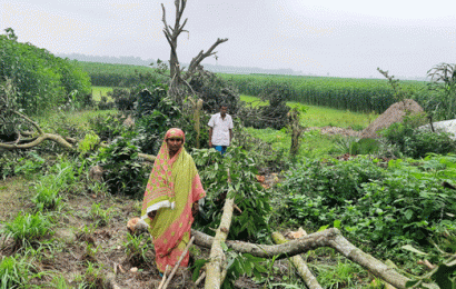 জমি নিয়ে বিরোধ; বলি হলো গাছ!