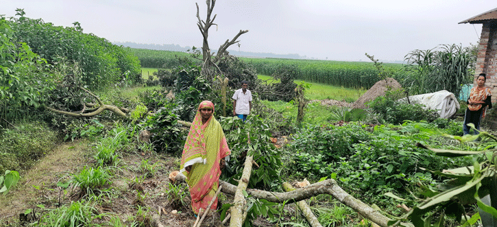 জমি নিয়ে বিরোধ; বলি হলো গাছ! জমি নিয়ে বিরোধ; বলি হলো গাছ!