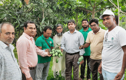 সিংড়ার ইউএনওসহ কৃষি কর্মকর্তাদের পরিবেশ কর্মীর বাগান পরিদর্শন