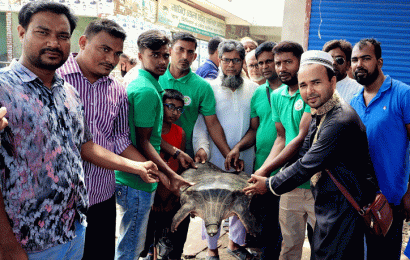 সিংড়ায় উদ্ধারকৃত গঙ্গা কাছিম বন বিভাগে হস্তান্তর