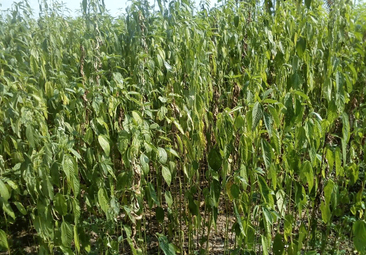 বড়াইগ্রামে জাগ দেয়া নিয়ে উৎকণ্ঠায় পাট চাষী