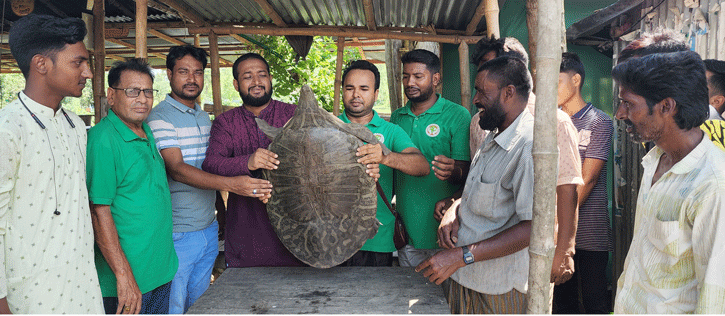 সিংড়ায় গঙ্গা কাছিম উদ্ধার সিংড়ায় গঙ্গা কাছিম উদ্ধার