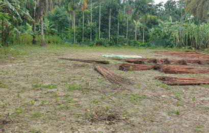 প্রভাবশালীদের দখলে নেয়া স্বামীর ভিটায় মরতে চান বিধবা আবেদা বেওয়া