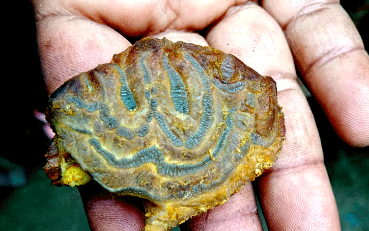 গরুর মাংসে আল্লাহু লেখা!