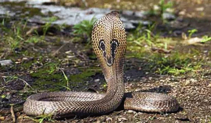 সিংড়ায় সাপের কামড়ে গৃহবধূর মৃত্যু সিংড়ায় সাপের কামড়ে গৃহবধূর মৃত্যু