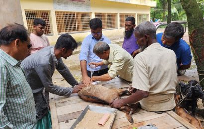 সিংড়ায় আম পাতা খাওয়ায় দুটি ছাগলের পা ভেঙ্গে দিল প্রতিপক্ষ