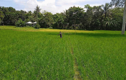 বড়াইগ্রামে লক্ষ্যমাত্রা ছাড়িয়েছে আমন আবাদ