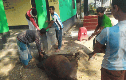 আর্জেন্টাইন সমর্থকদের গরু ভোজ!